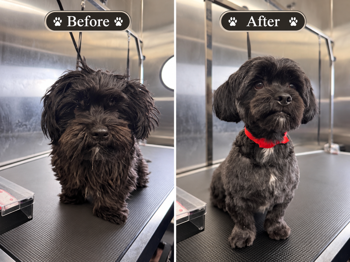 Eyes restored! A full head-to-paw makeover for this handsome guy. ✂️🐾